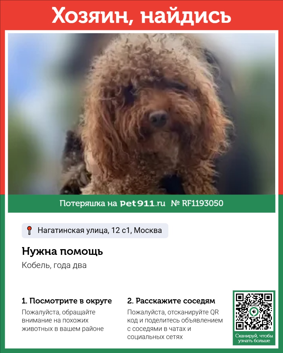 Найдена собака в Реутове — фото объявления