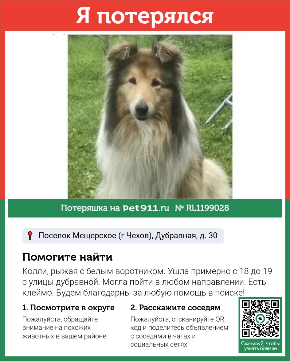 Найдена собака в Реутове — фото объявления
