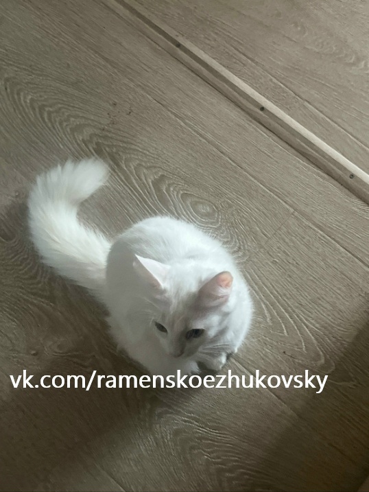 Найдена кошка в Жуковском — фото объявления