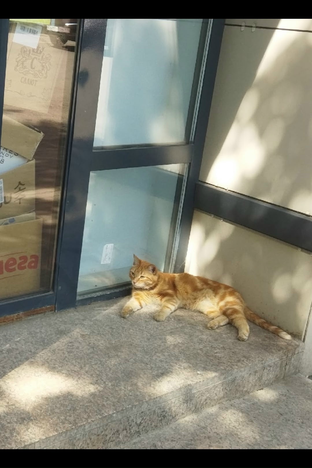 Найдена кошка в Ногинске — фото объявления