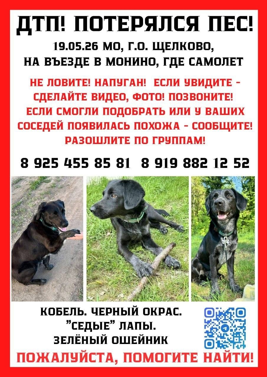 Найдена собака в Ногинске — фото объявления