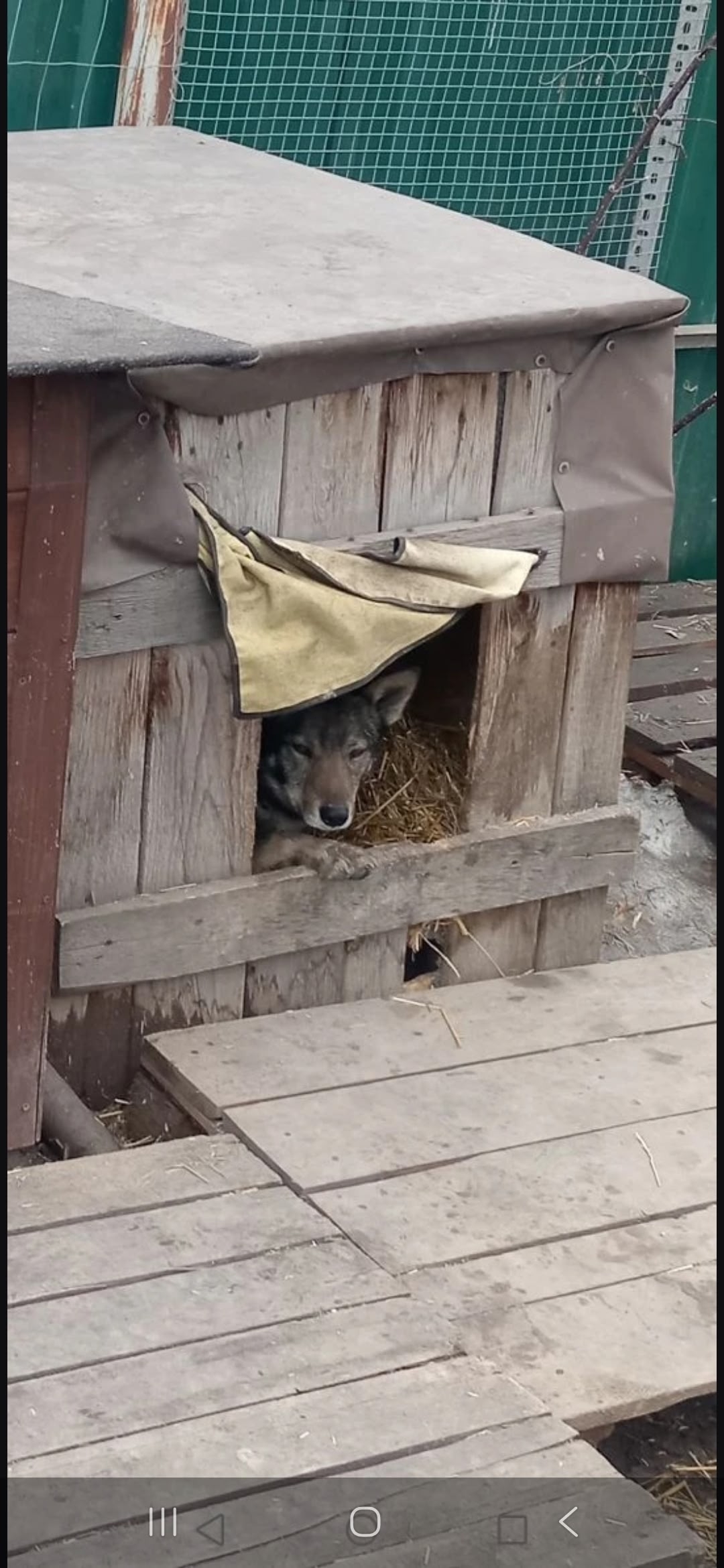 Пропала собака в Бердске — фото объявления