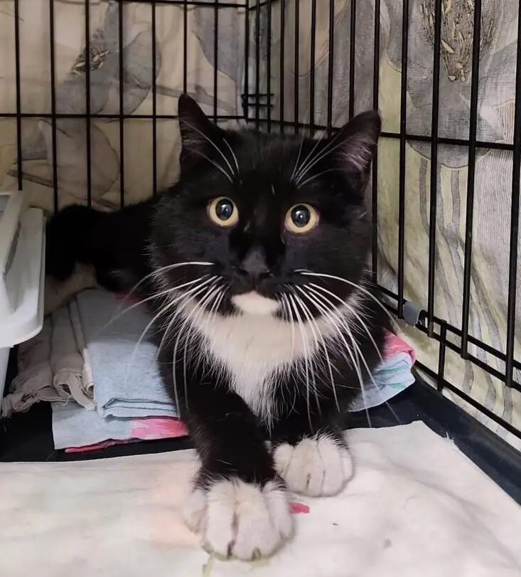 Объявление о питомце в Бердске