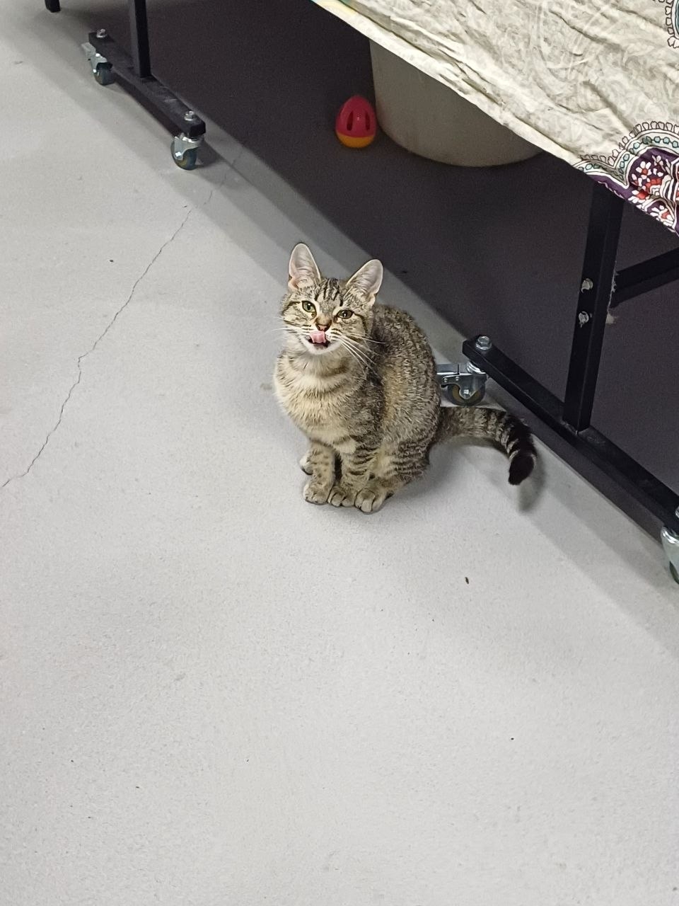 Объявление о питомце в Лобне