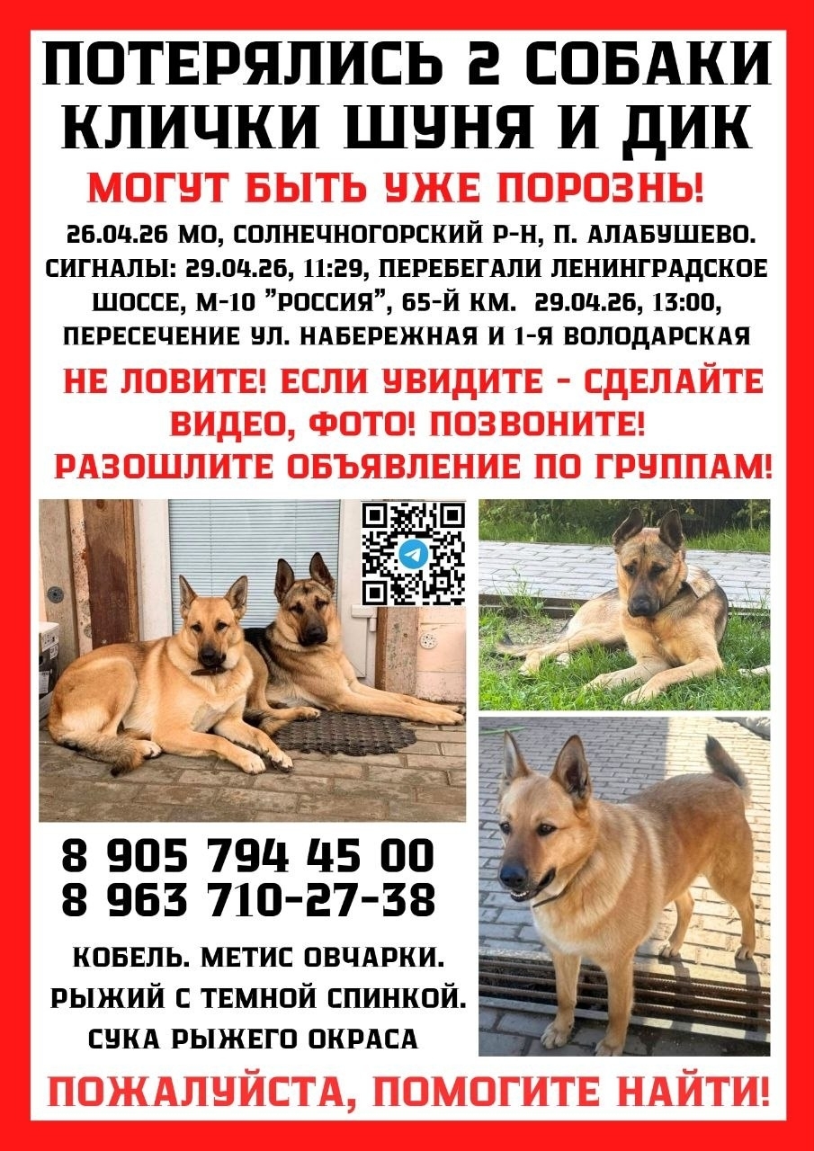 Найдена собака в Лобне — фото объявления