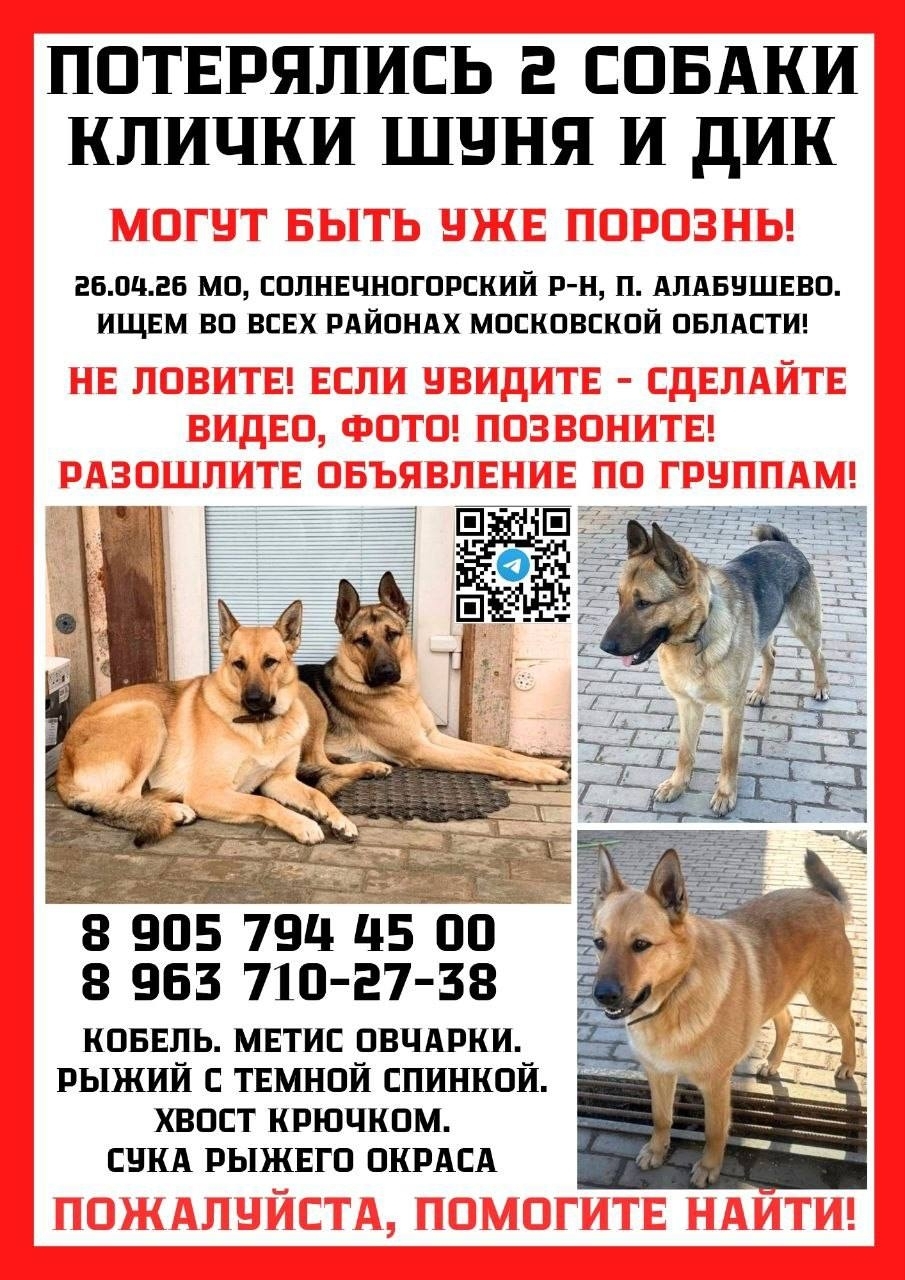 Найдена собака в Лобне — фото объявления