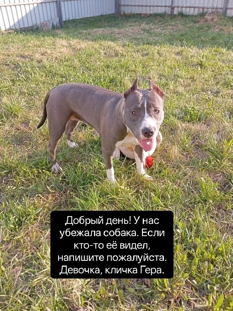 Найдена собака в Клине — фото объявления