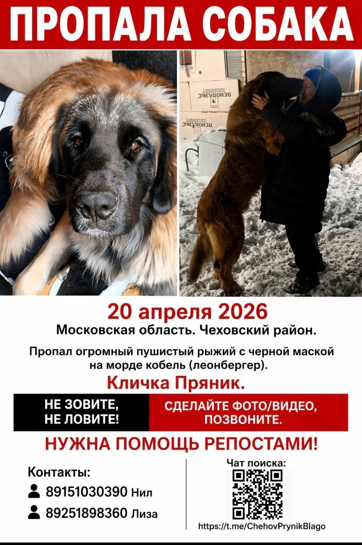 Пропала собака в Чехове — фото объявления