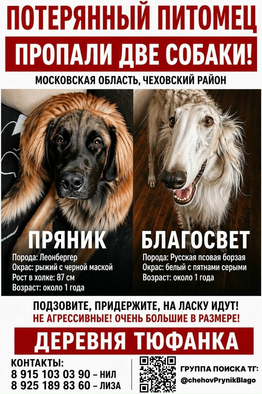 Пропала собака в Чехове — фото объявления