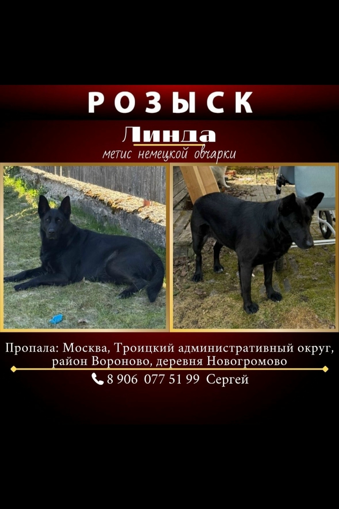 Найдена собака в Чехове — фото объявления