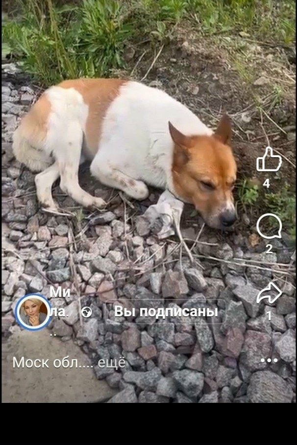 Найдена собака в Ступине — фото объявления