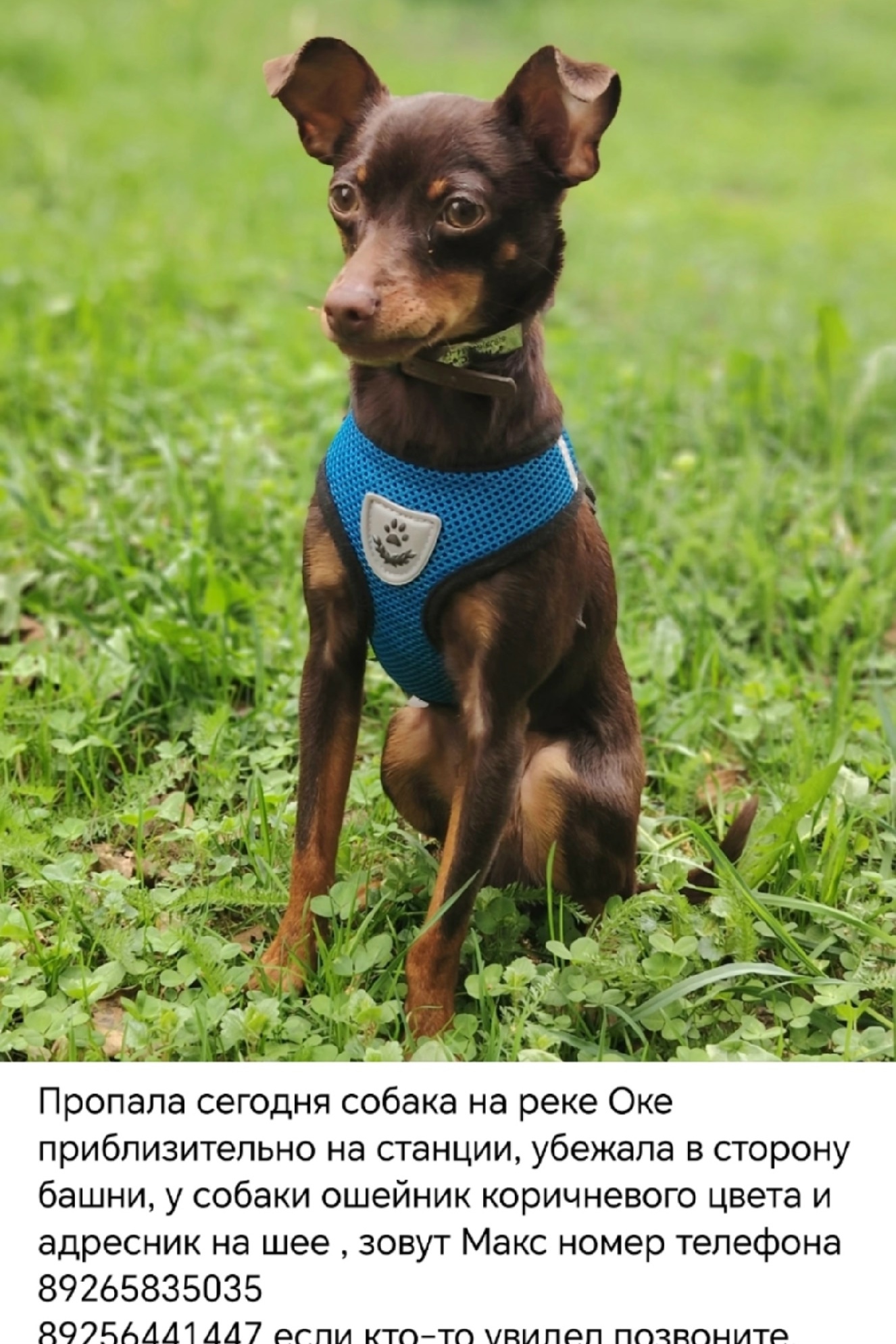 Найдена собака в Ступине — фото объявления