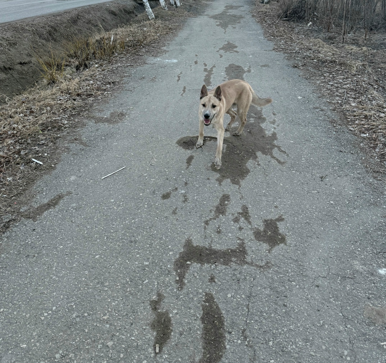 Чей потеряшка ?