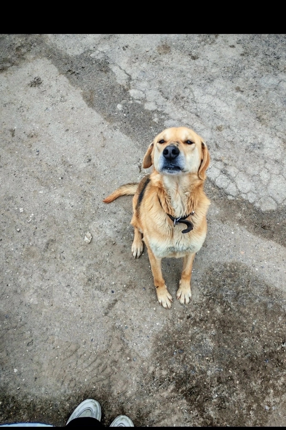 Пропала собака в Ухте