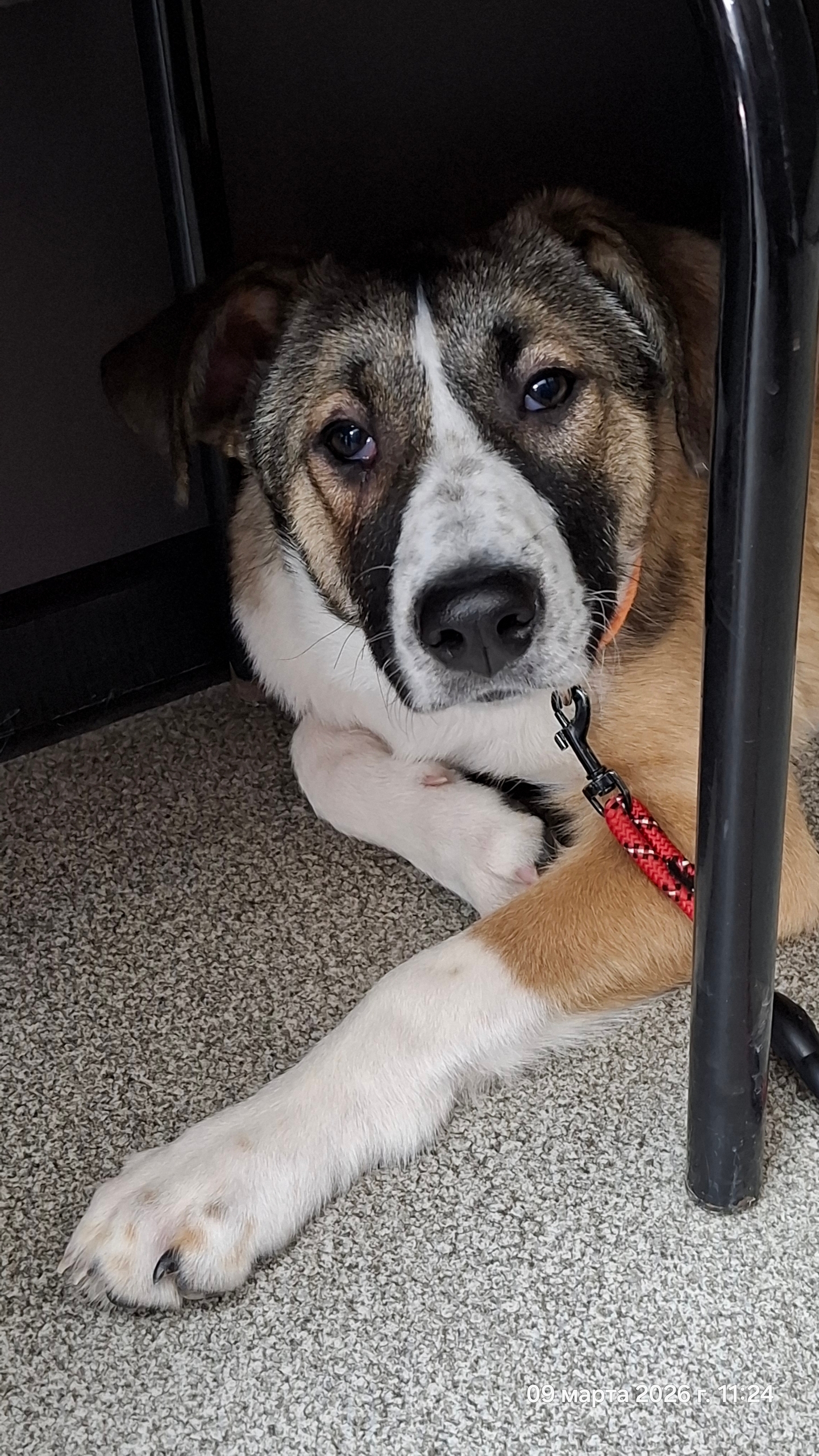 Найдена собака в Ухте