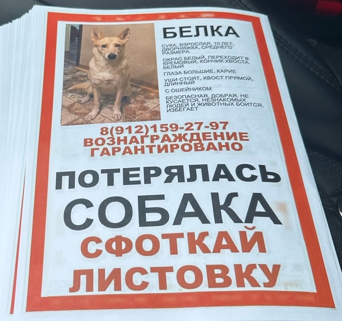 Найдена собака в Ухте — фото объявления