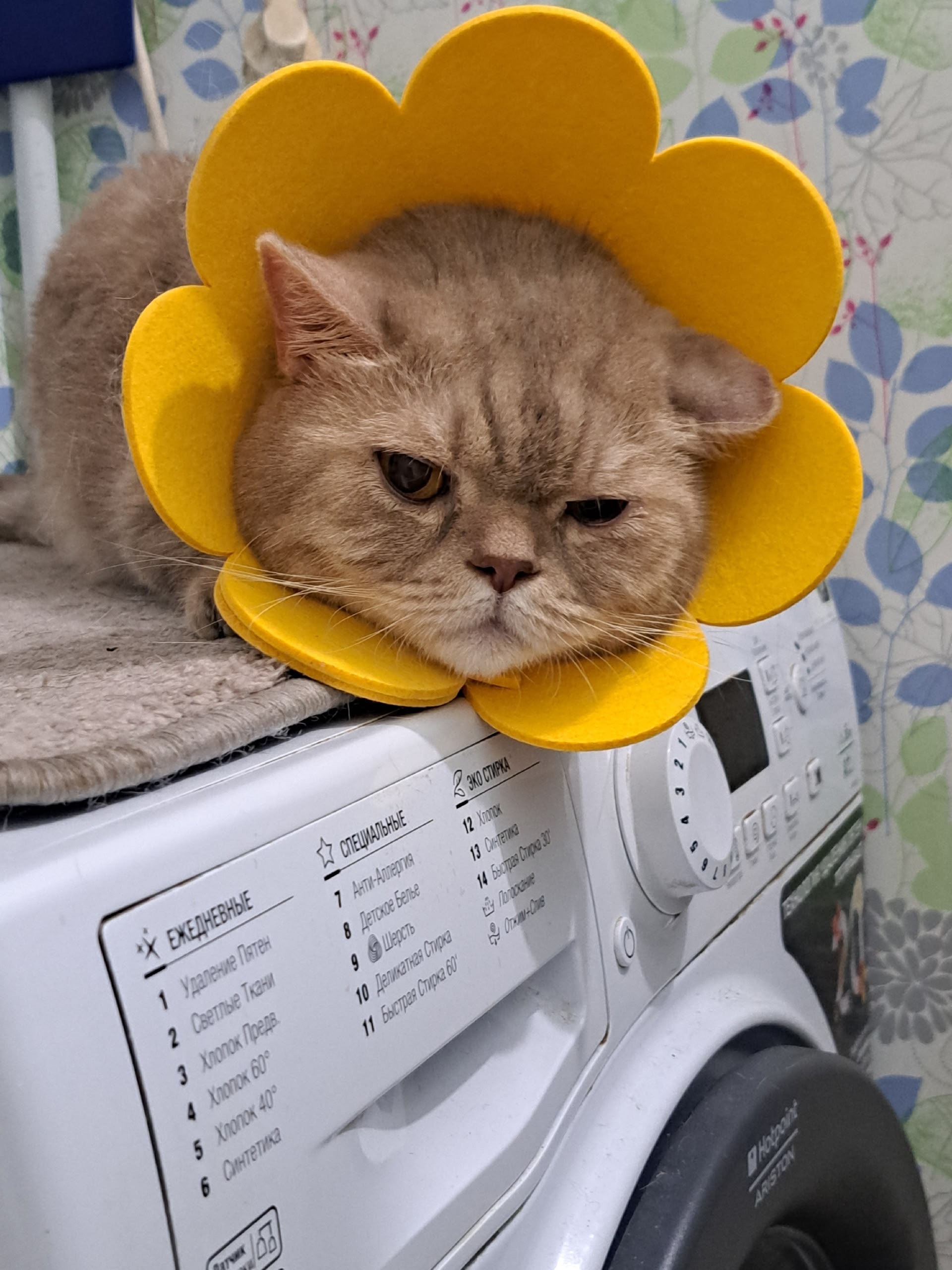 Найдена кошка в Ухте — фото объявления