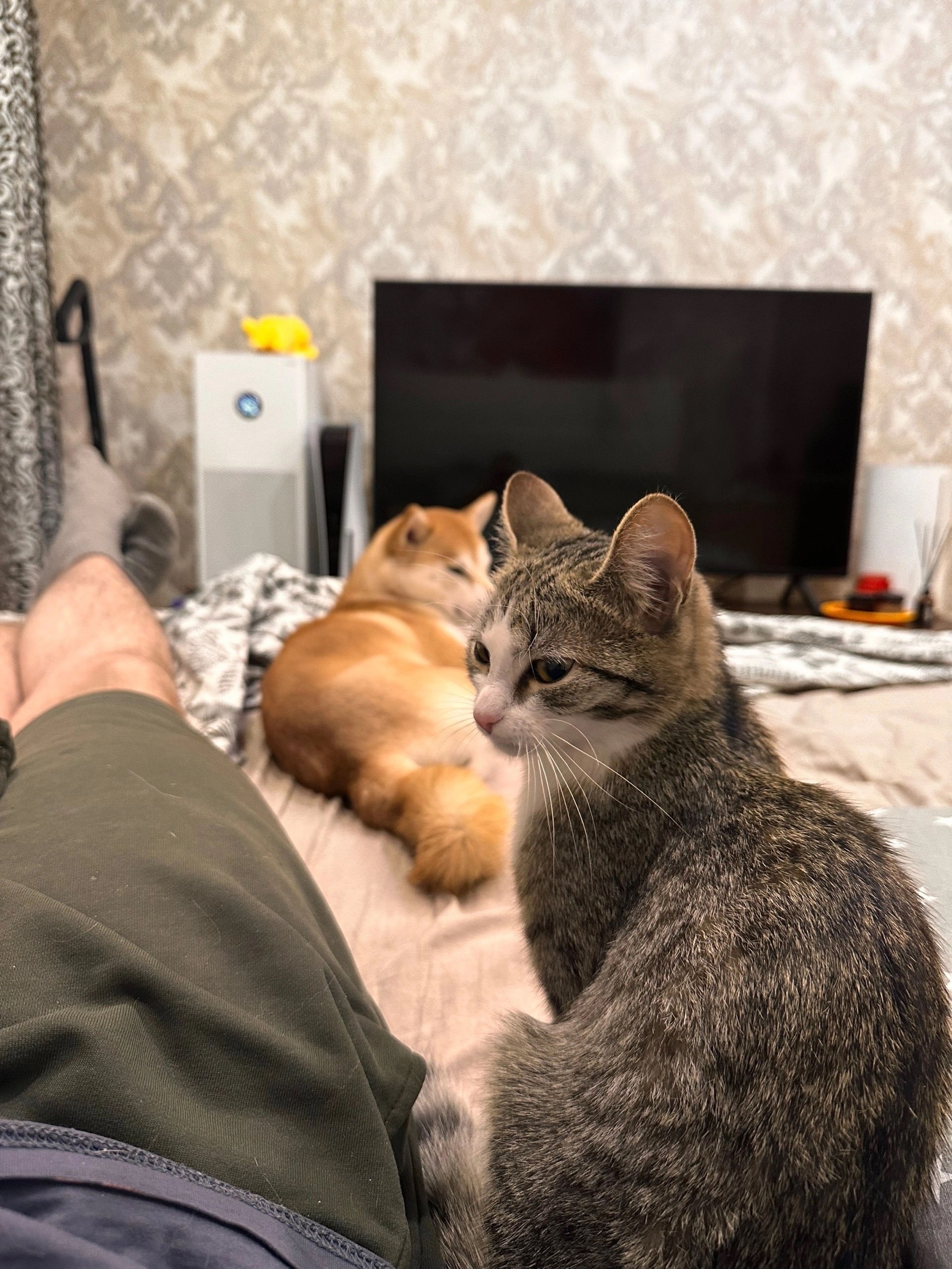 Найдена кошка в Ухте — фото объявления