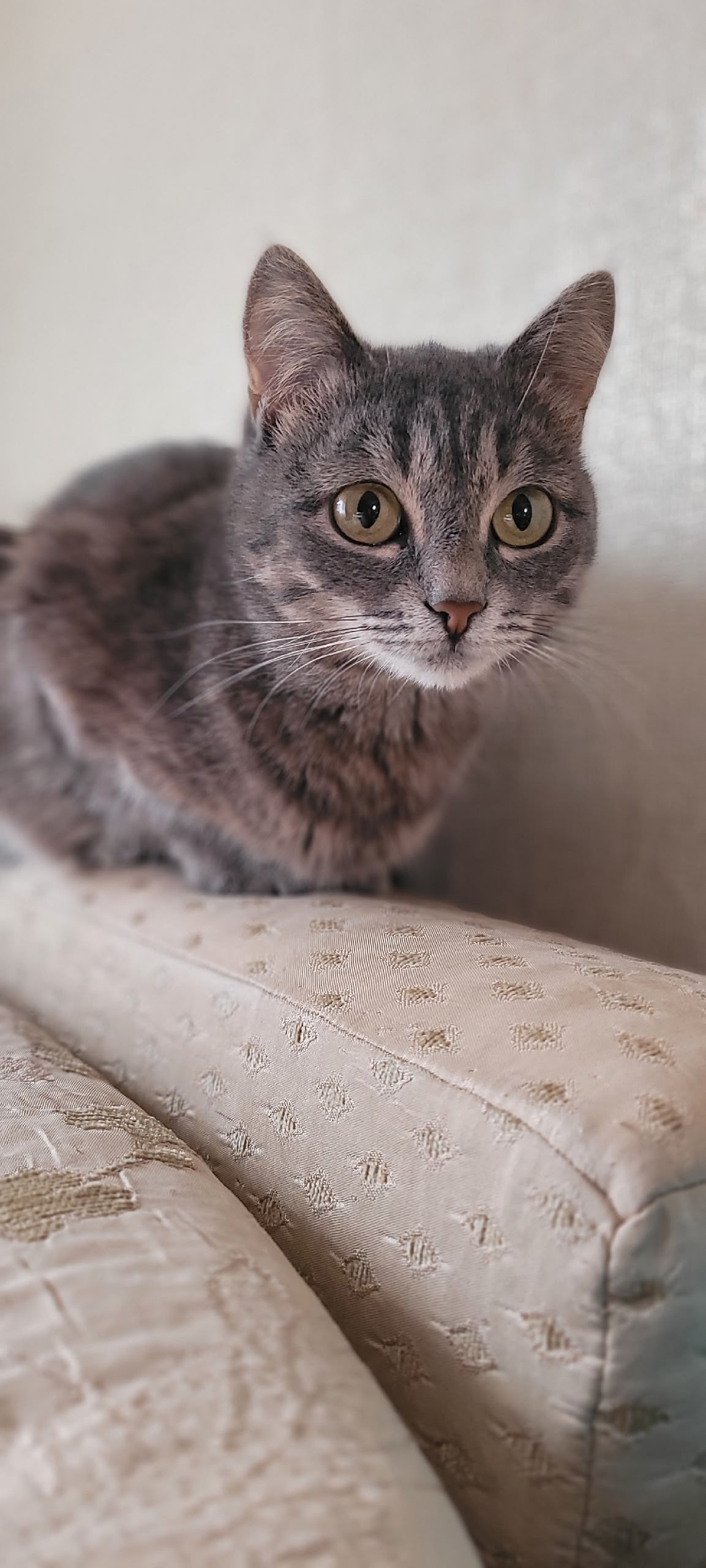 Здравствуйте, 19.04. Примерно в два часа дня потерялась кошечка, в районе горбольницы, по улице Машиностроителей, убежала прямо из "под носа "... Самостоятельно найти не смогли. На вид не крупная,коше