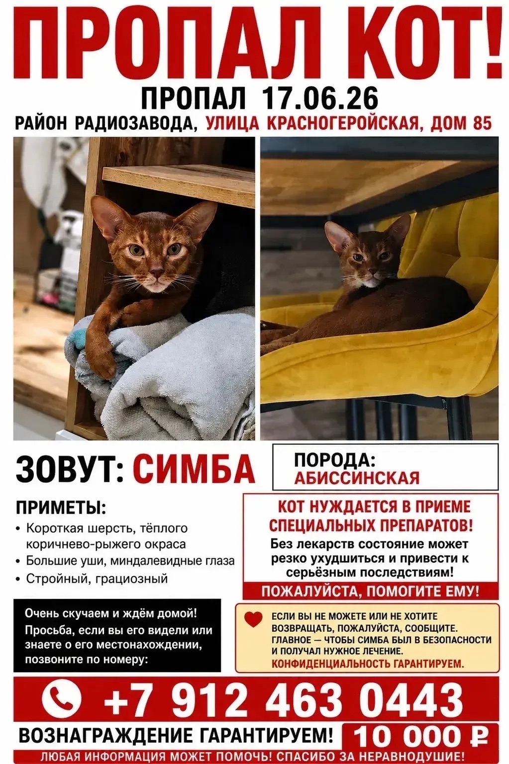 Найдена кошка в Ижевске — фото объявления