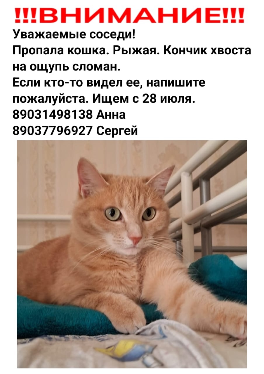 Пропала собака в Фрязине — фото объявления