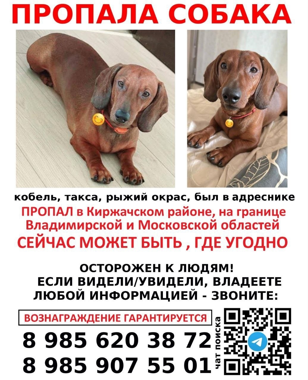 Пропала собака в Пушкине — фото объявления