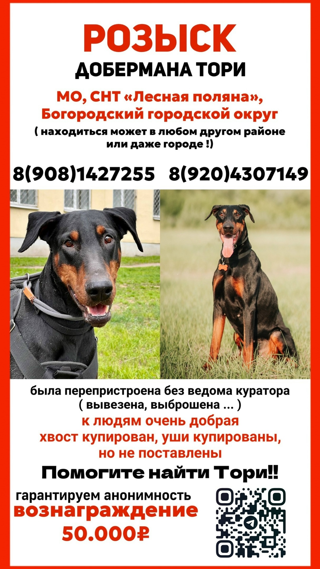 Пропала собака в Зеленограде — фото объявления