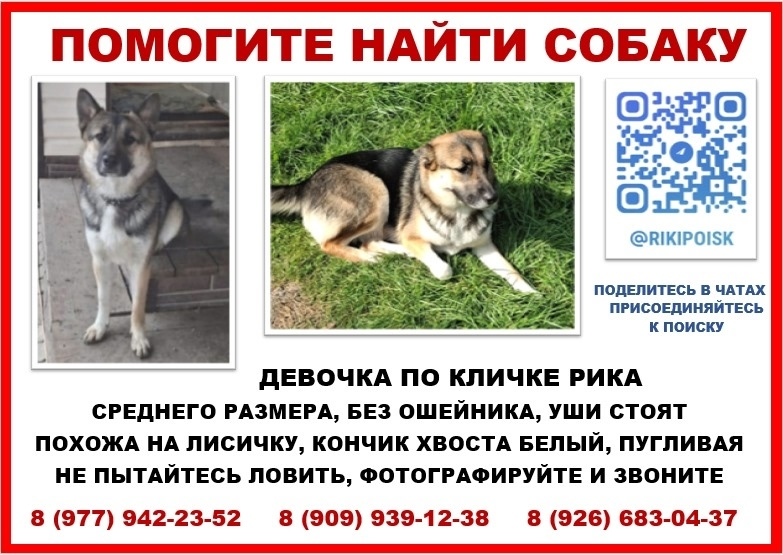Пропала собака в Зеленограде — фото объявления