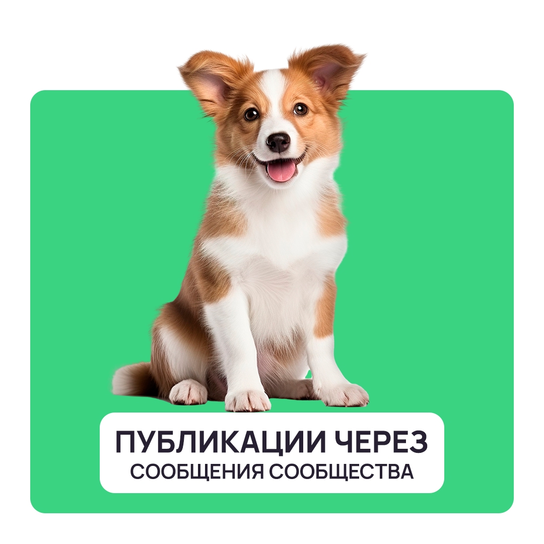 Найдена собака в Мытищах — фото объявления