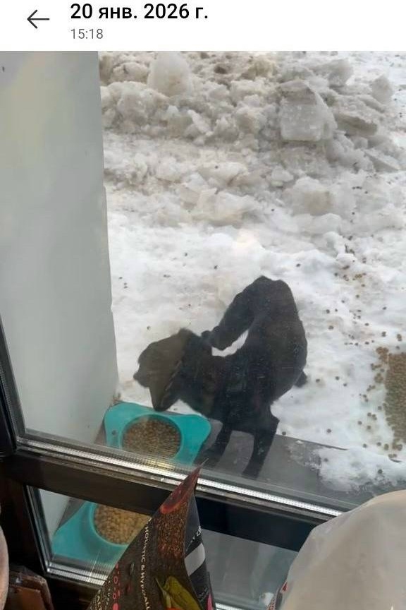 Пропала собака в Химках — фото объявления