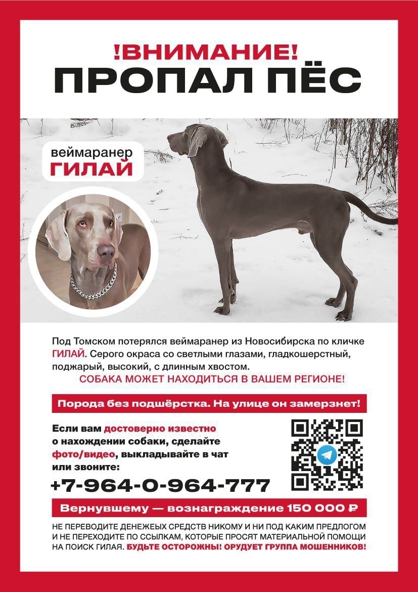 Найдена собака в Ростове-на-Дону — фото объявления