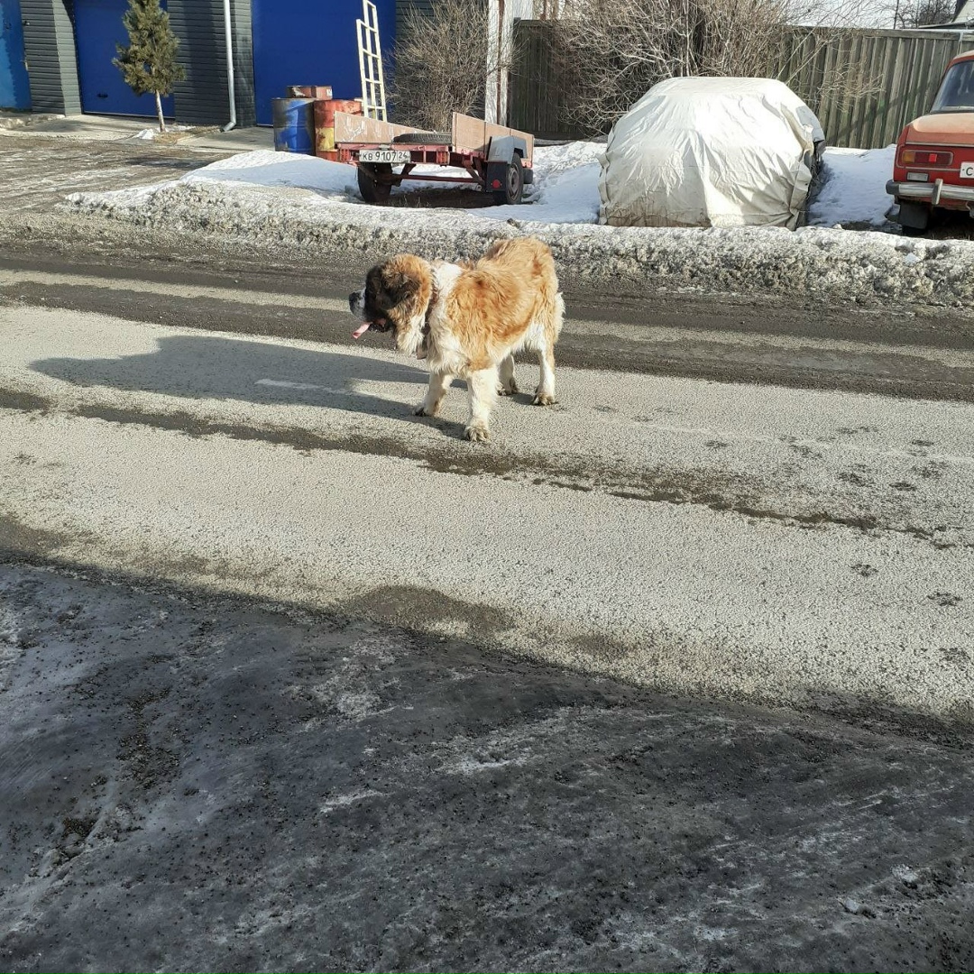 Найдена собака в Красноярске — фото объявления