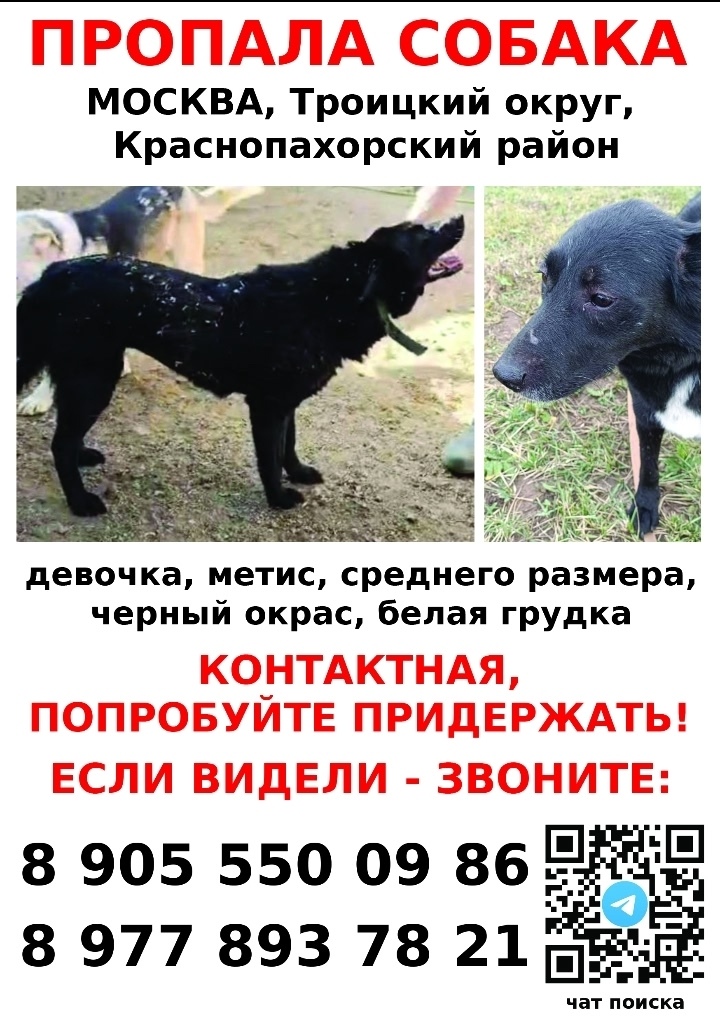 Найдена собака в Москве — фото объявления