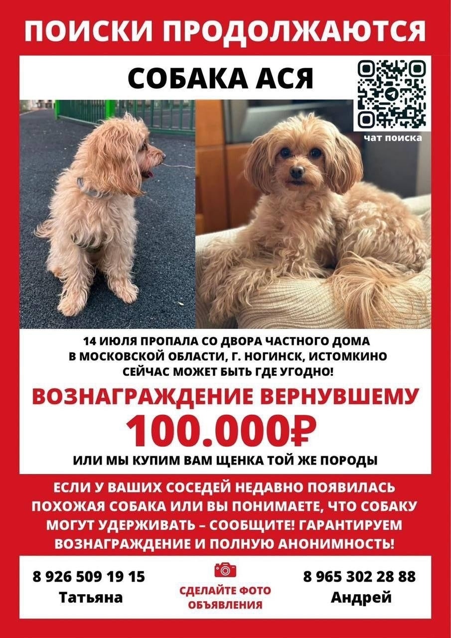 Пропала собака в Москве — фото объявления