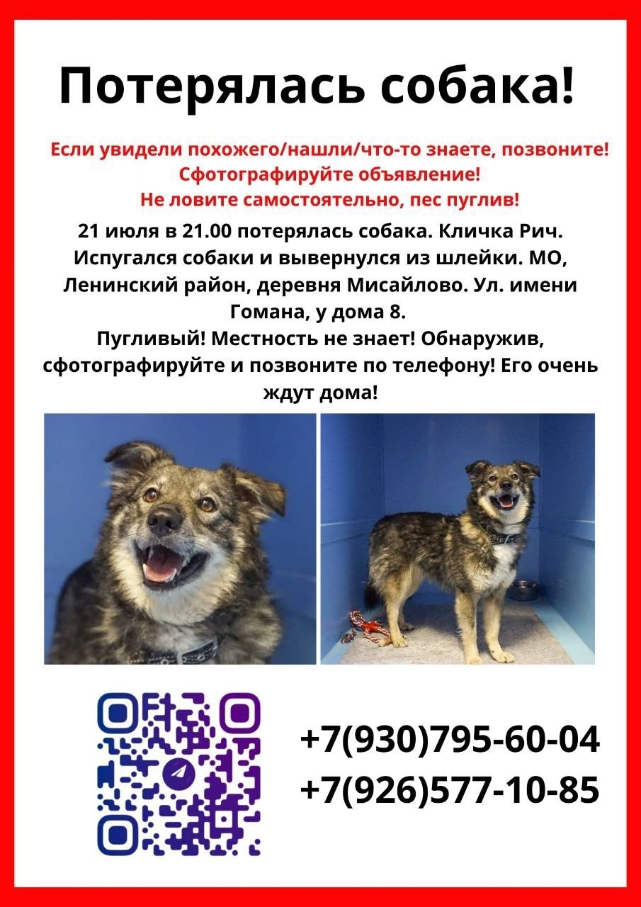 Пропала собака в Москве — фото объявления