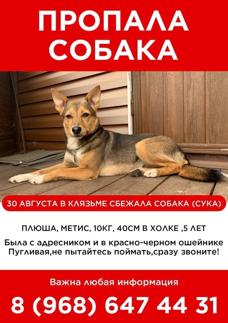 Пропала собака в Москве — фото объявления