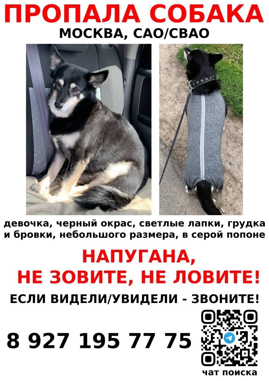 Пропала собака в Москве — фото объявления