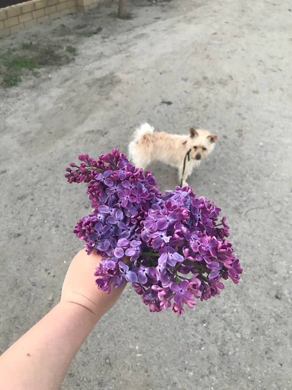 Пропала собака в Волгограде — фото объявления