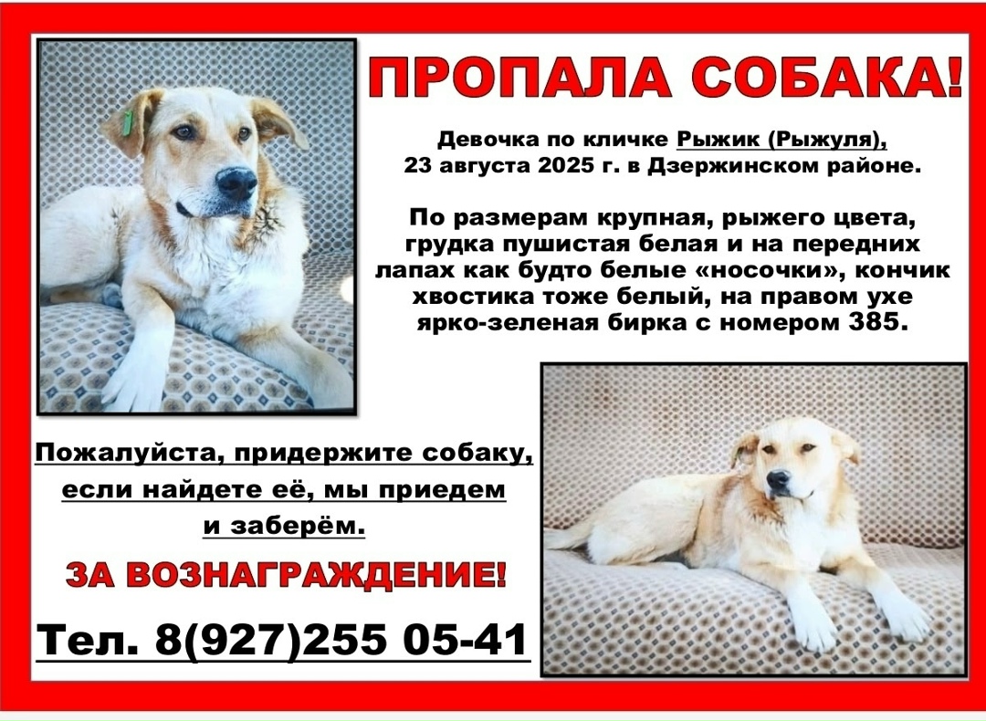 Пропала собака в Волгограде — фото объявления