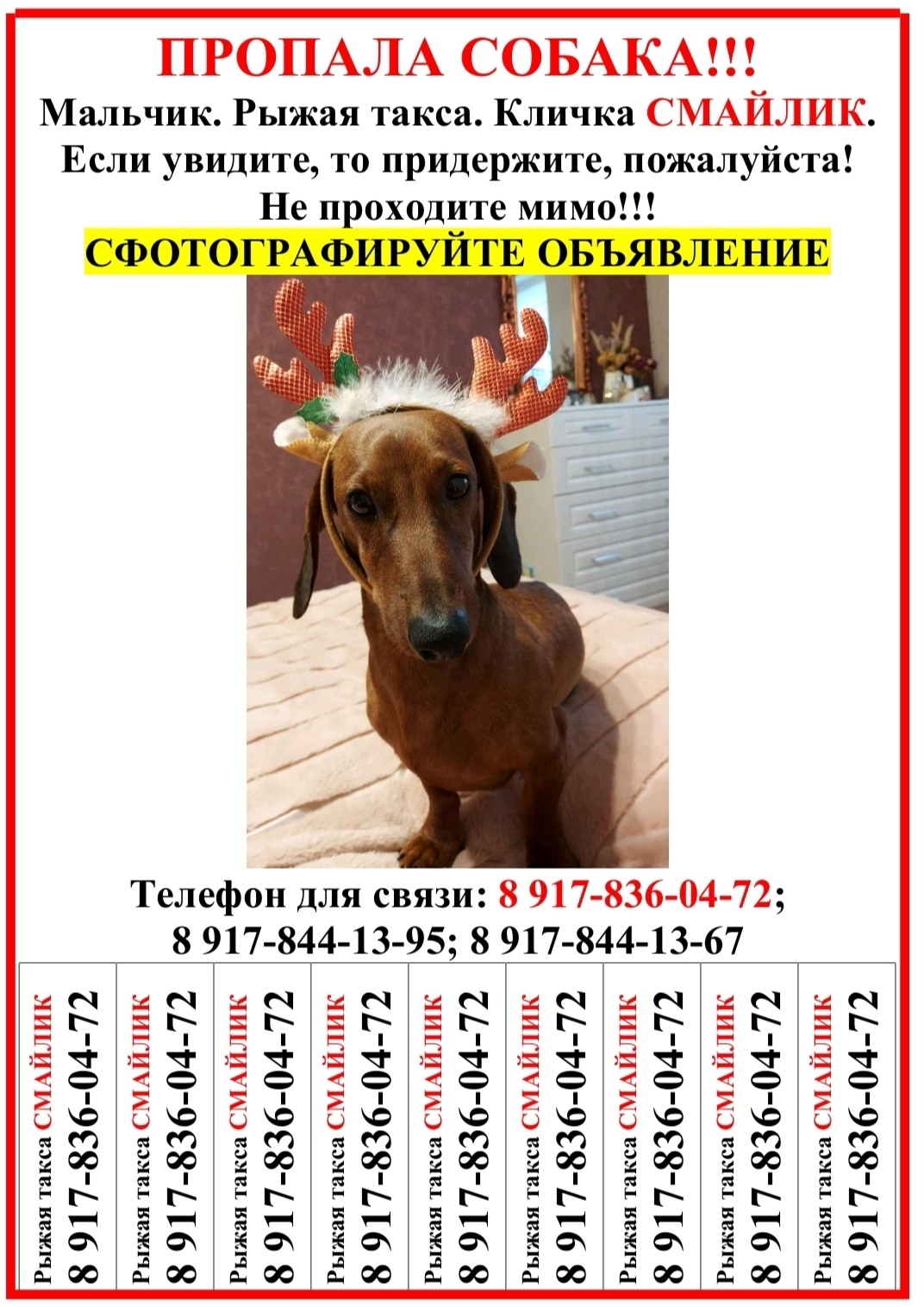 Пропала собака в Волгограде — фото объявления