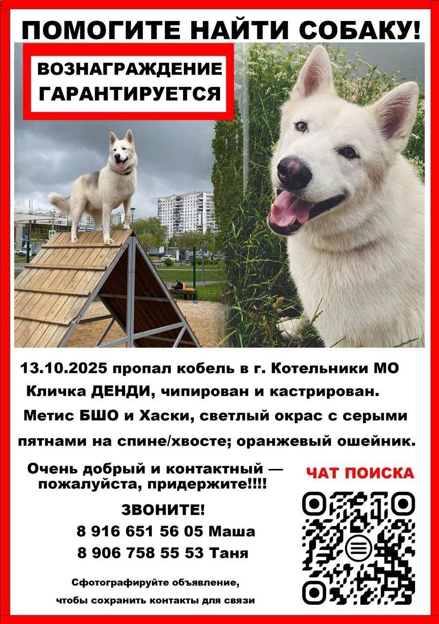 Пропала собака в Балашихе — фото объявления