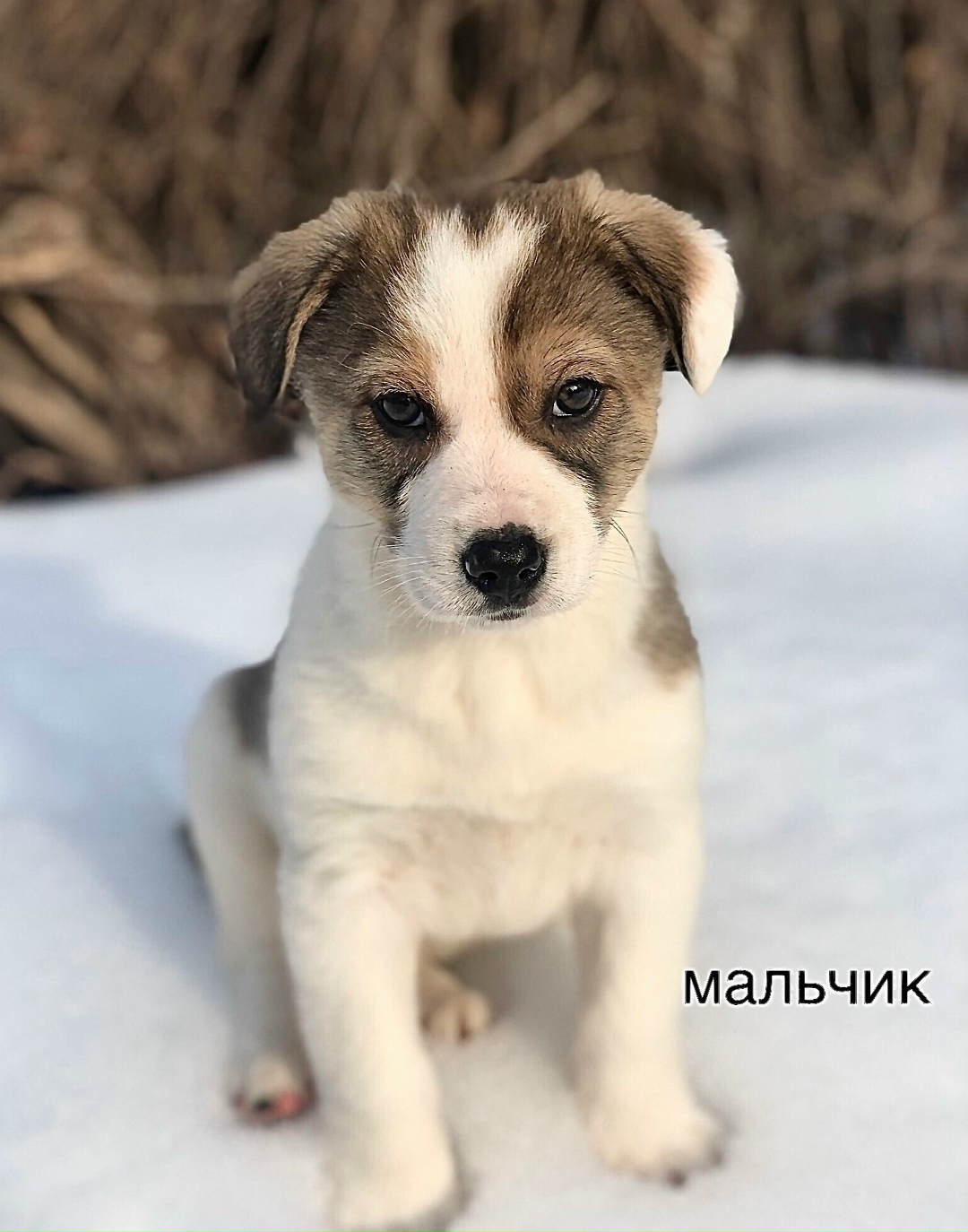 Найдена собака в Балашихе — фото объявления