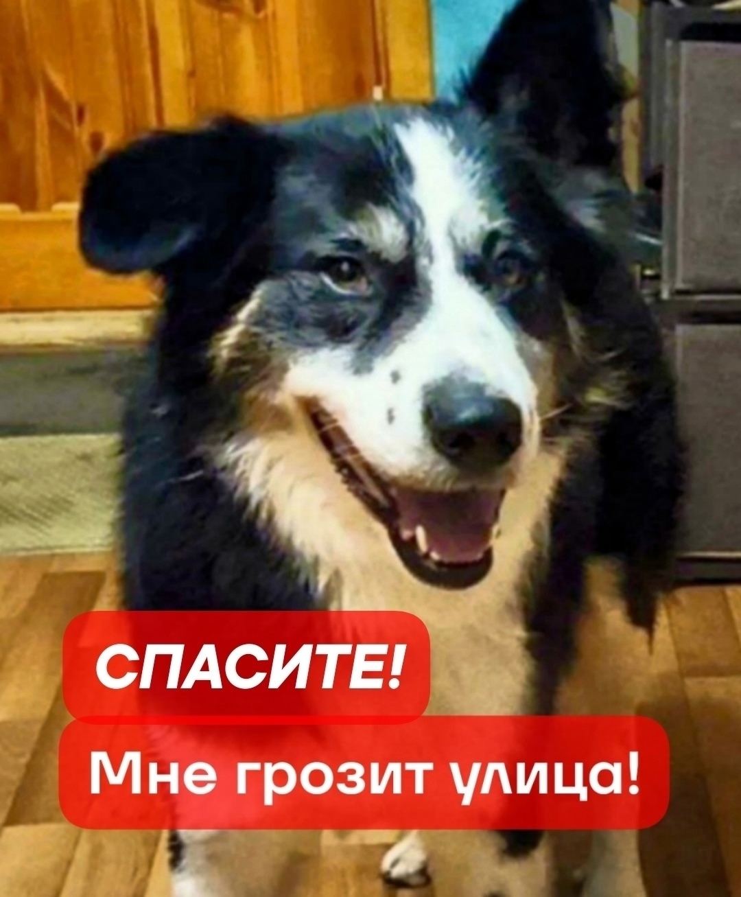 Найдена собака в Балашихе — фото объявления