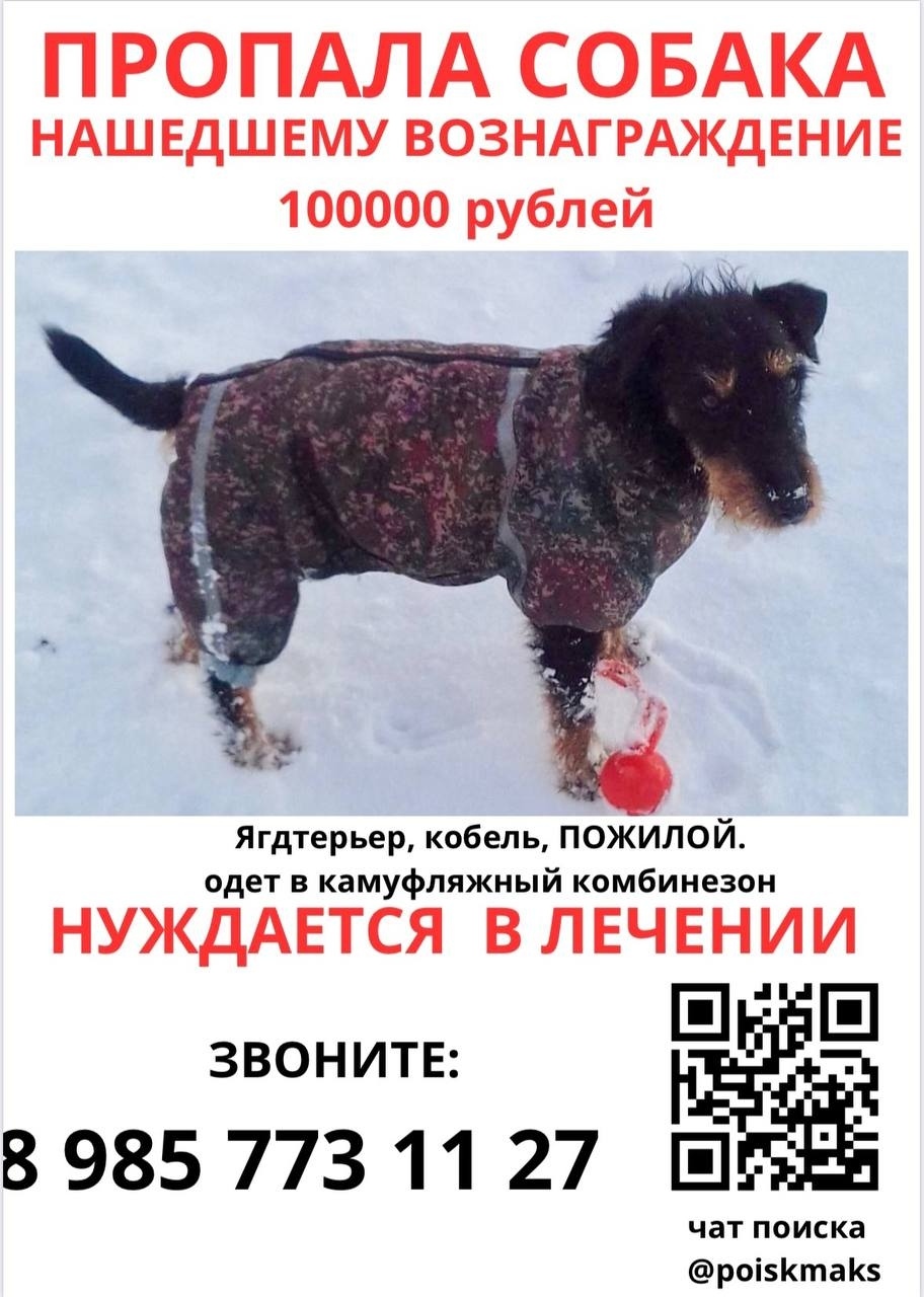 Найдена собака в Балашихе — фото объявления