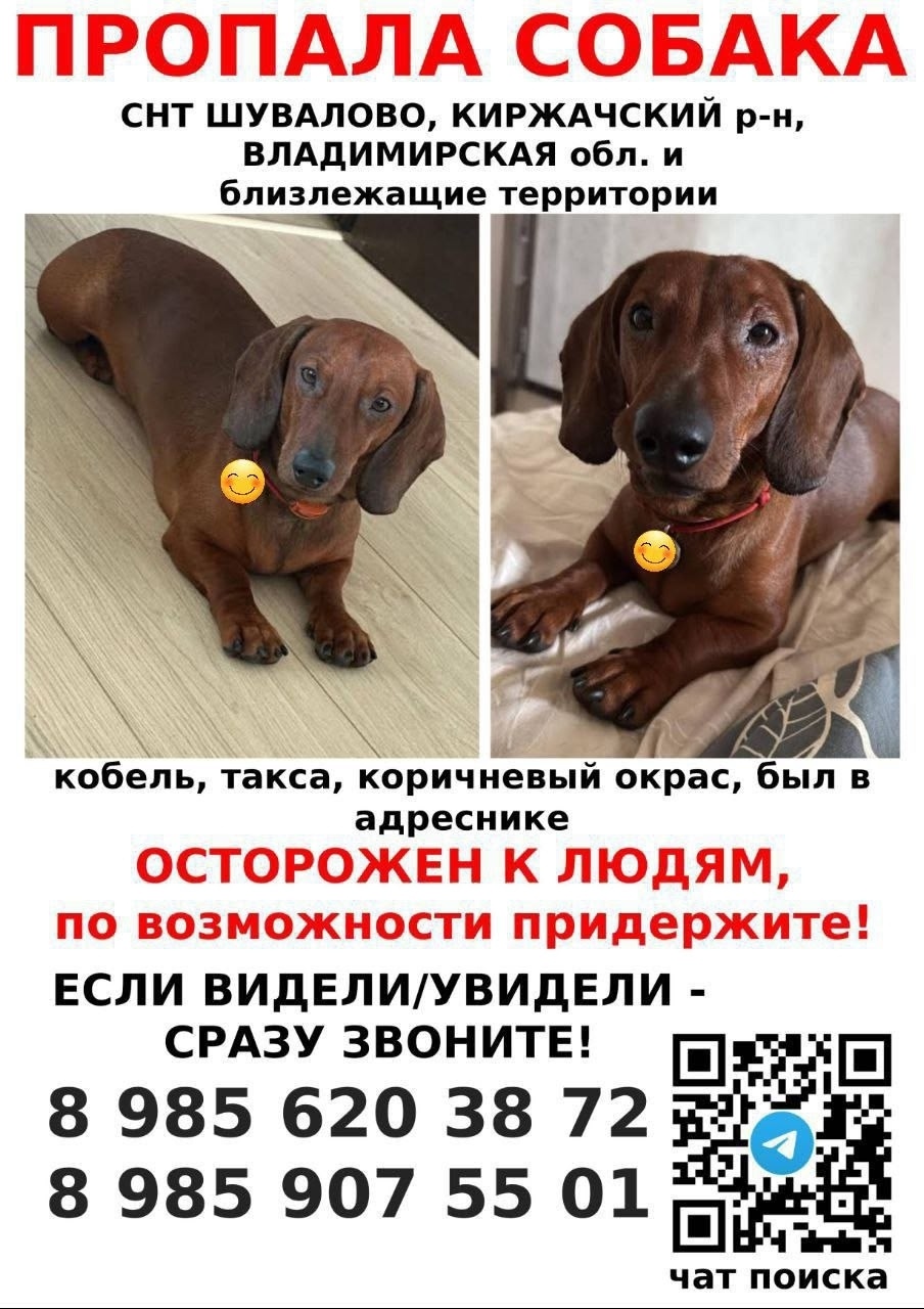 Пропала собака в Балашихе — фото объявления