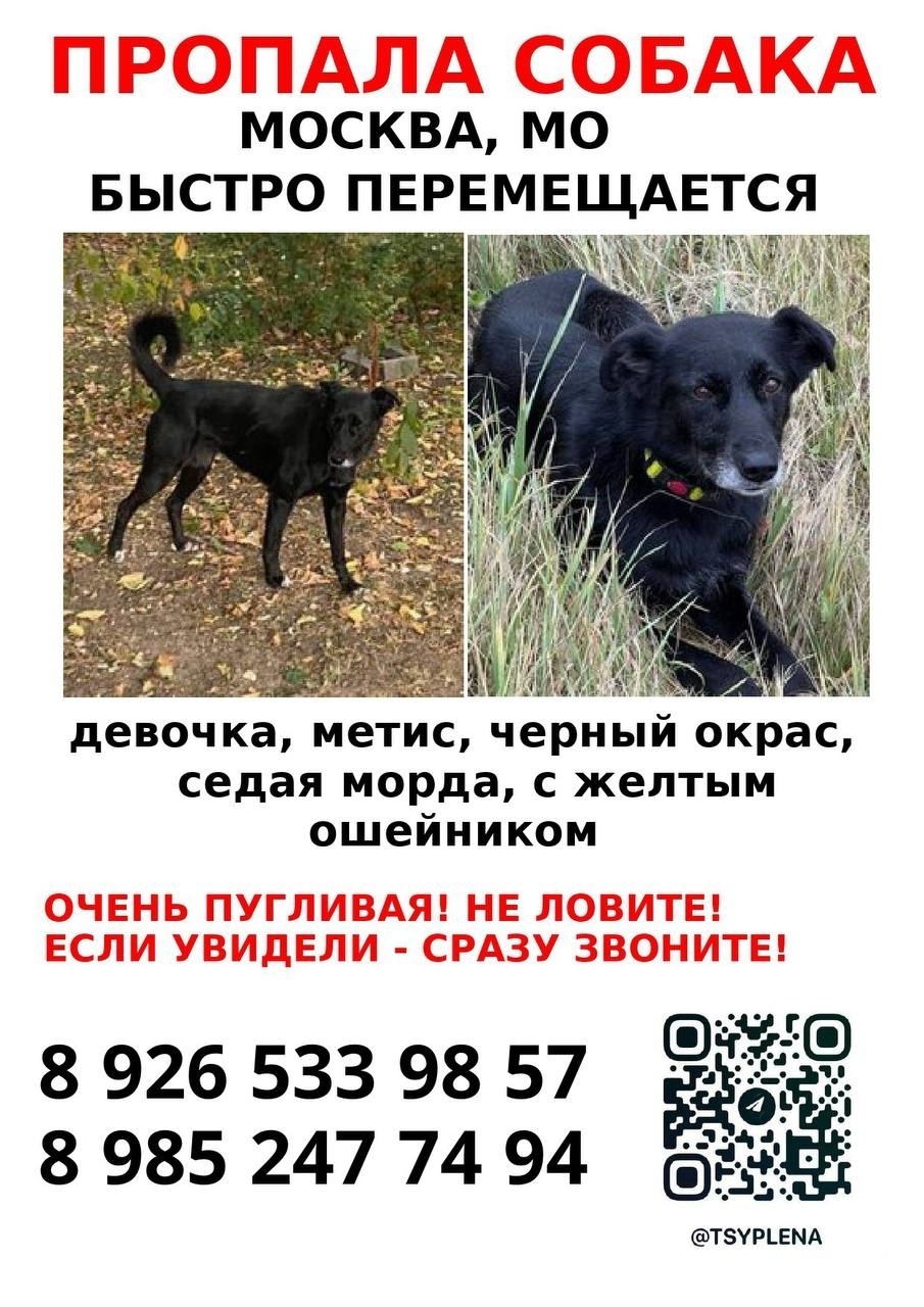 Пропала собака в Красногорске — фото объявления