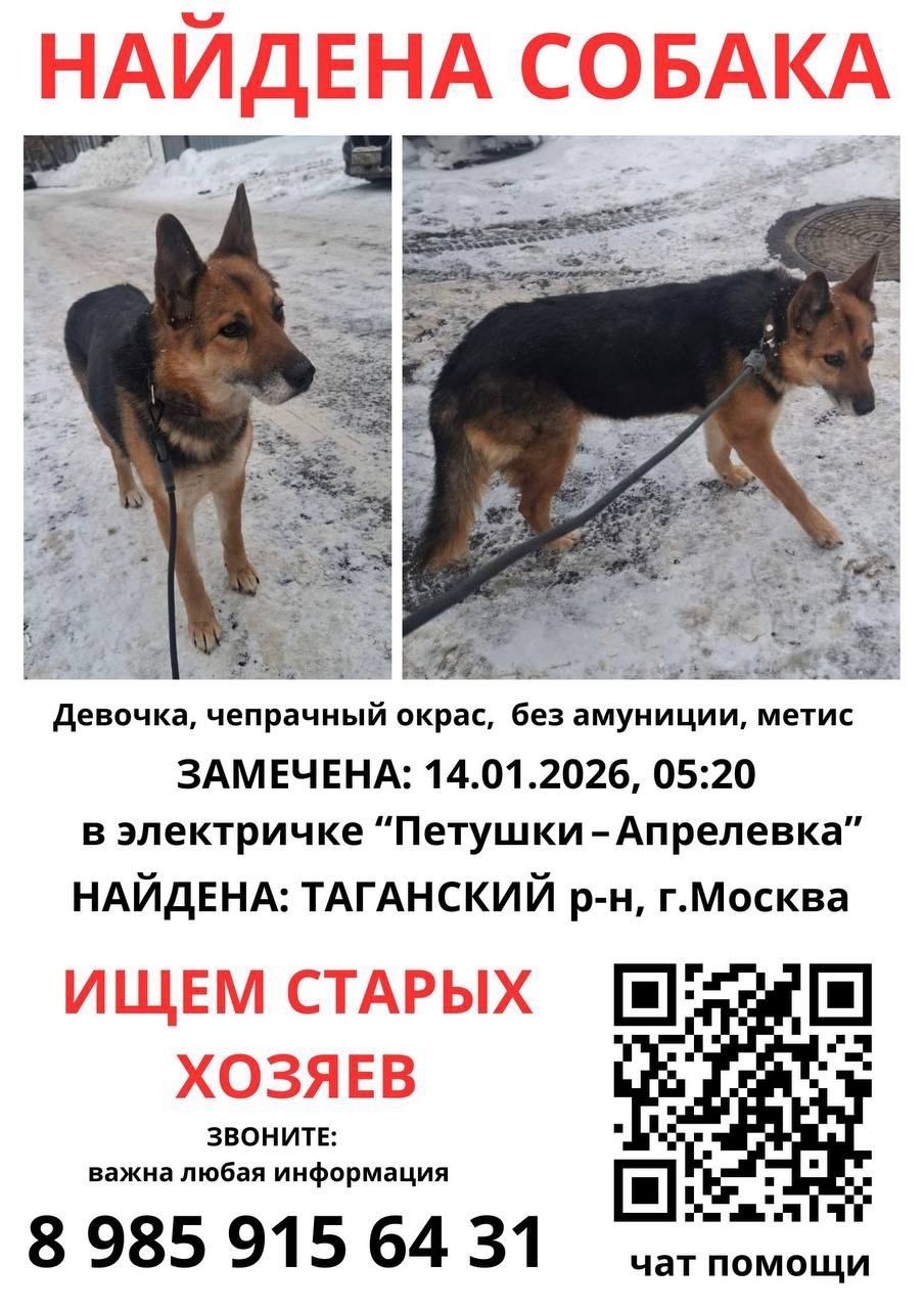 Найдена собака в Электростали — фото объявления