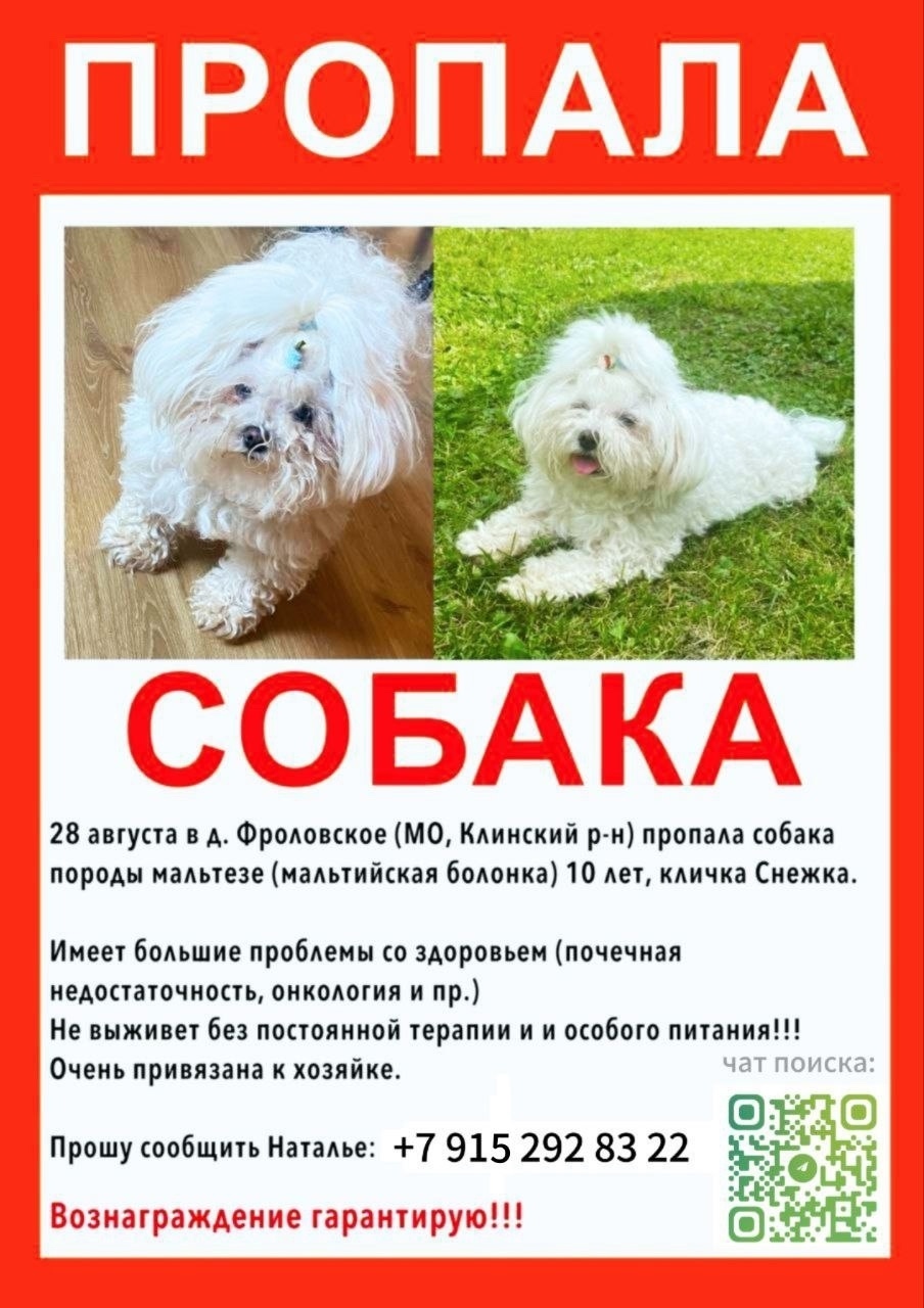 Найдена собака в Хабаровске — фото объявления
