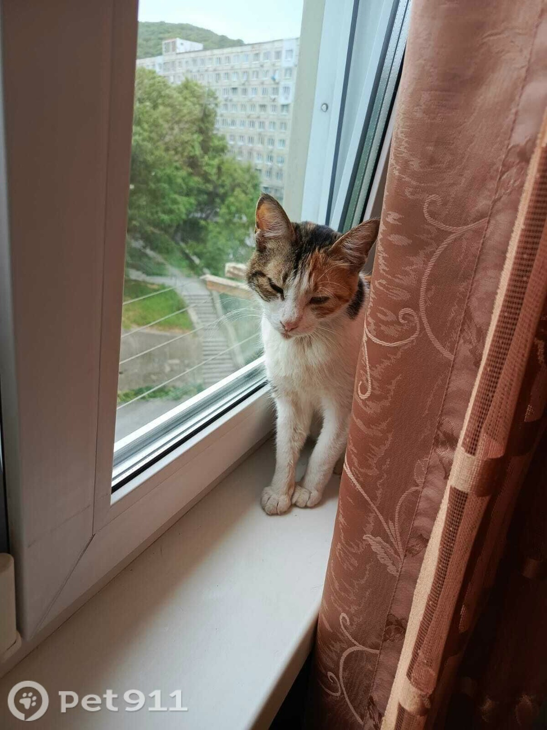 Найдена кошка в Владивостоке — фото объявления