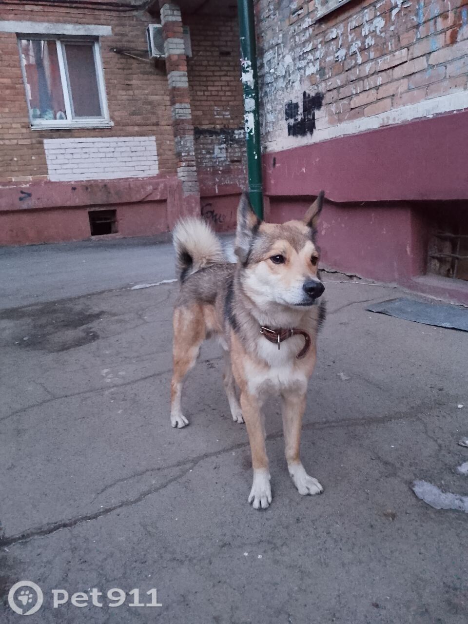 Найдена собака в Владивостоке — фото объявления